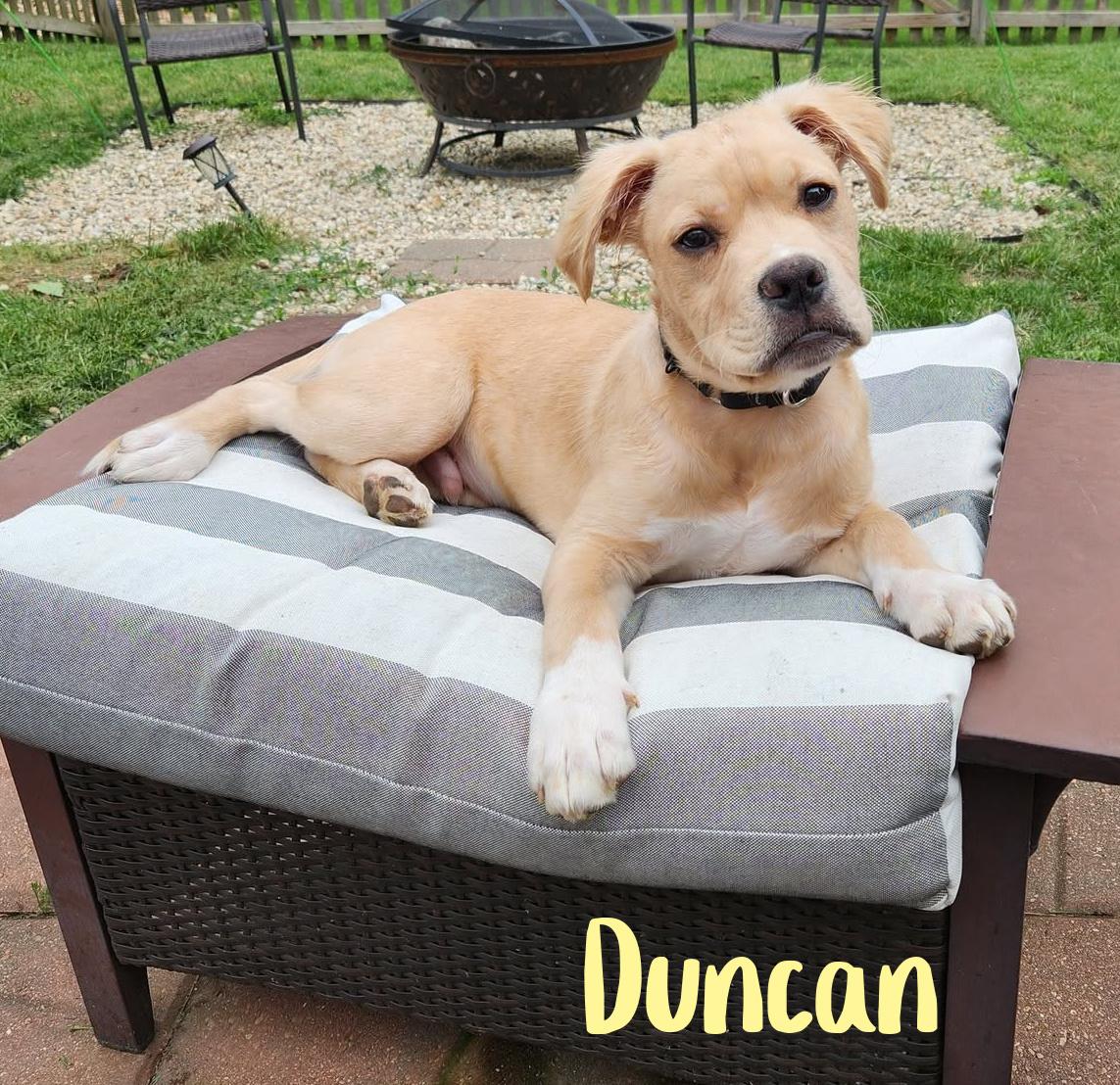 Enlarge Duncan, a ADOPTABLE mixed breed in Elburn, IL image 2/5