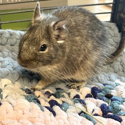 Adam, ADOPTABLE, Adult Male Degu.