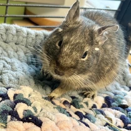 Enlarge Adam, a ADOPTABLE Degu in Lansing, MI image 3/3