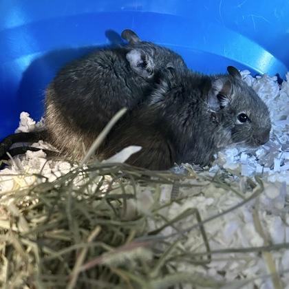 Enlarge Adam, a ADOPTABLE Degu in Lansing, MI image 2/3