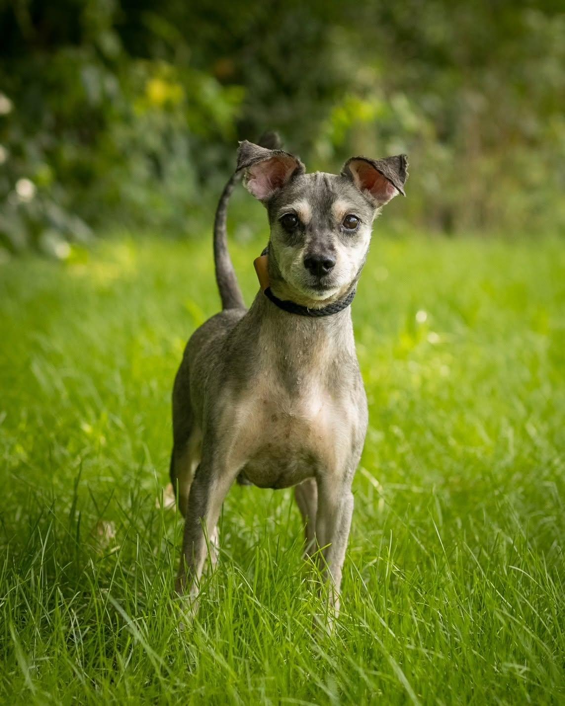 REMY (0107), adopted, Adult Male Terrier.