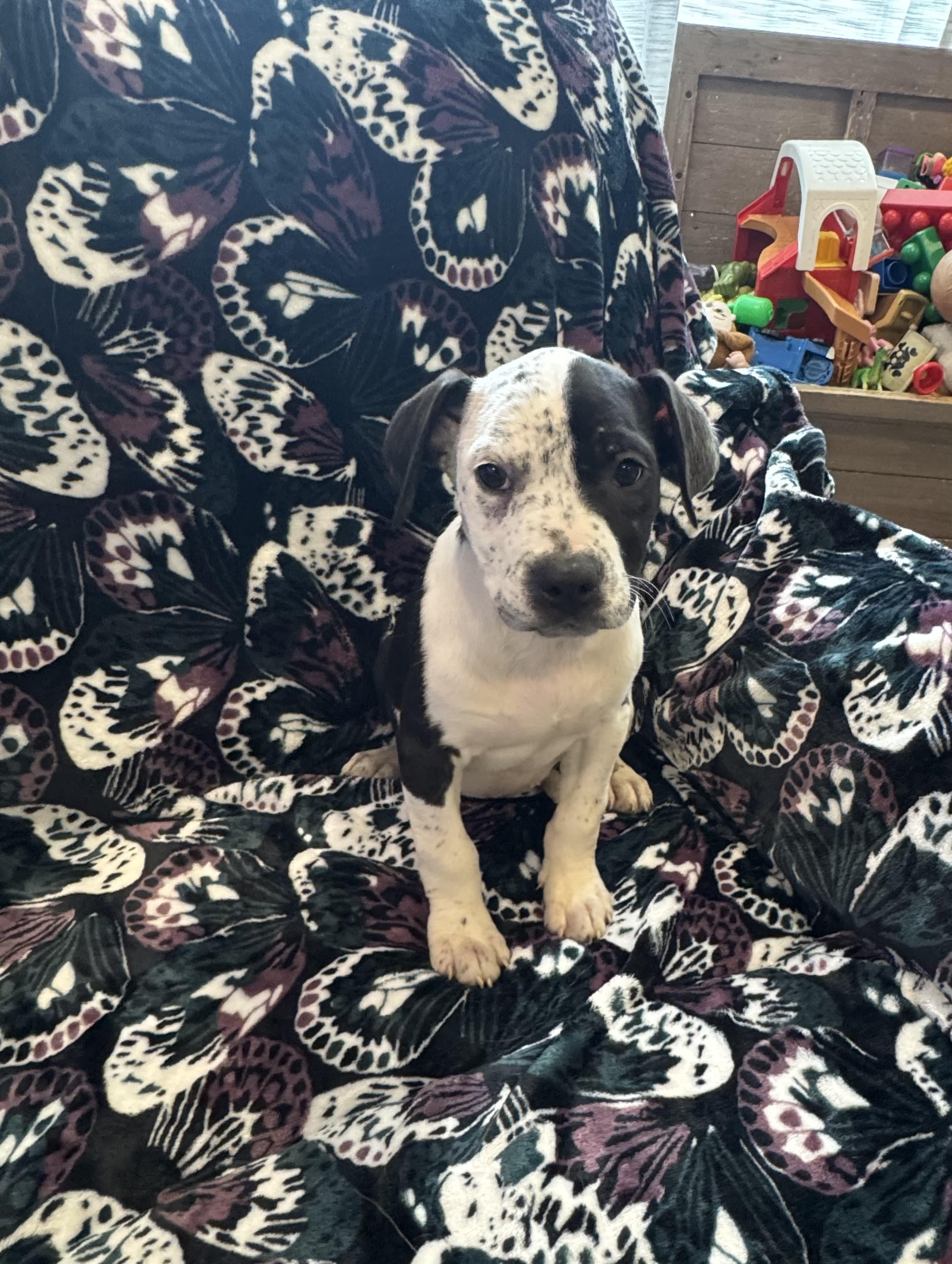 Enlarge Cookies and Cream , an adopted mixed breed in White Lake, MI image 1/4