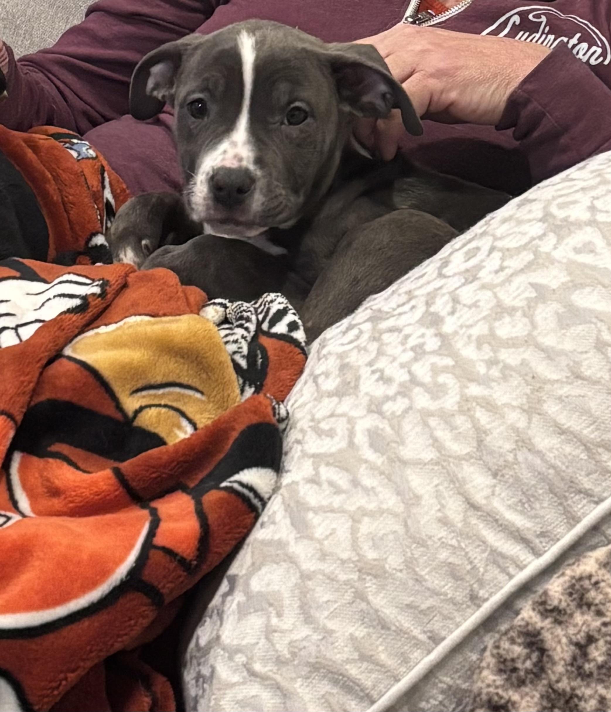 Enlarge Cookies and Cream , an adopted mixed breed in White Lake, MI image 3/4
