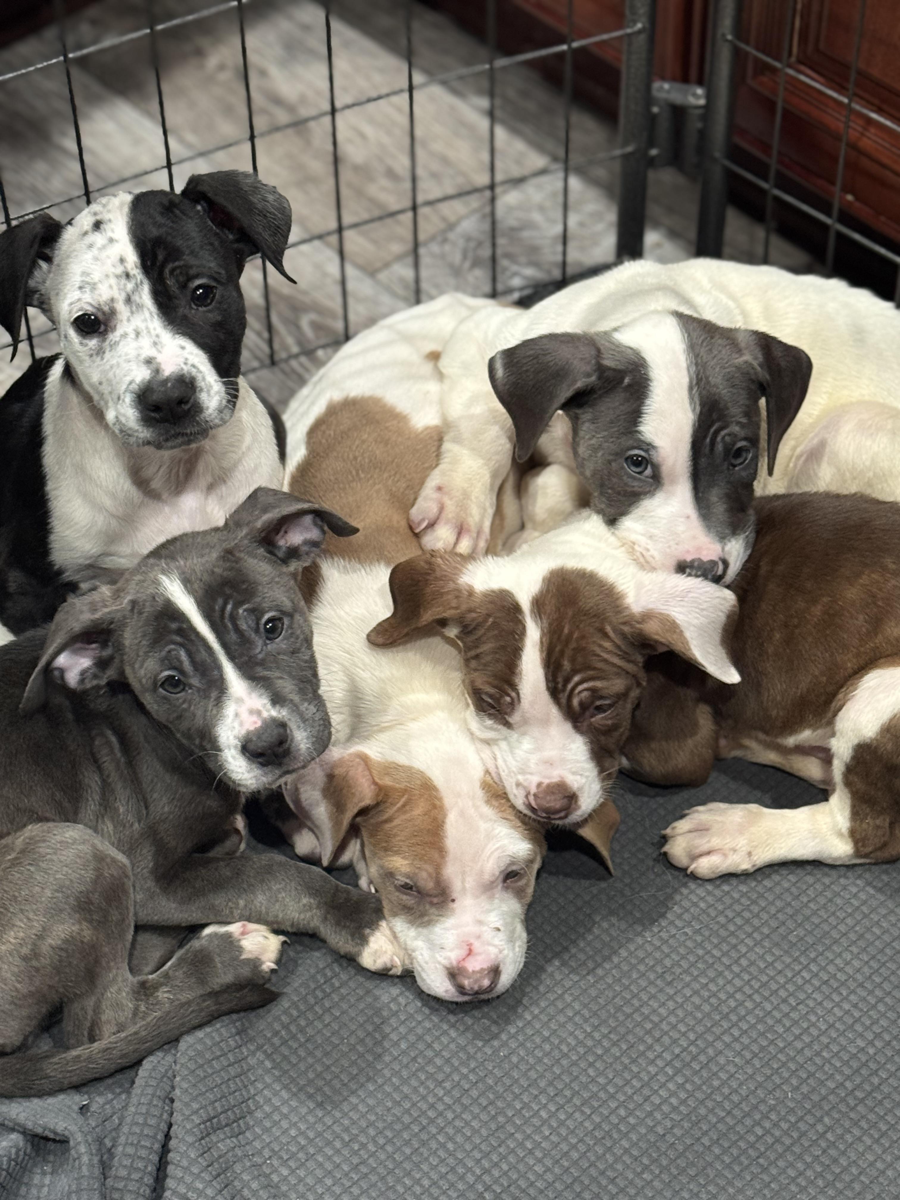 Enlarge Cookies and Cream , an adopted mixed breed in White Lake, MI image 4/4