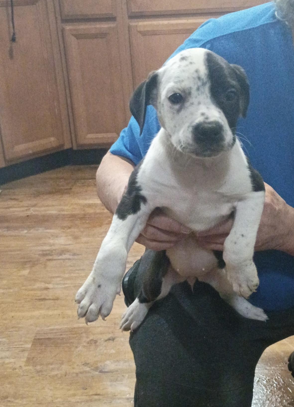Enlarge Cookies and Cream , an adopted mixed breed in White Lake, MI image 2/4