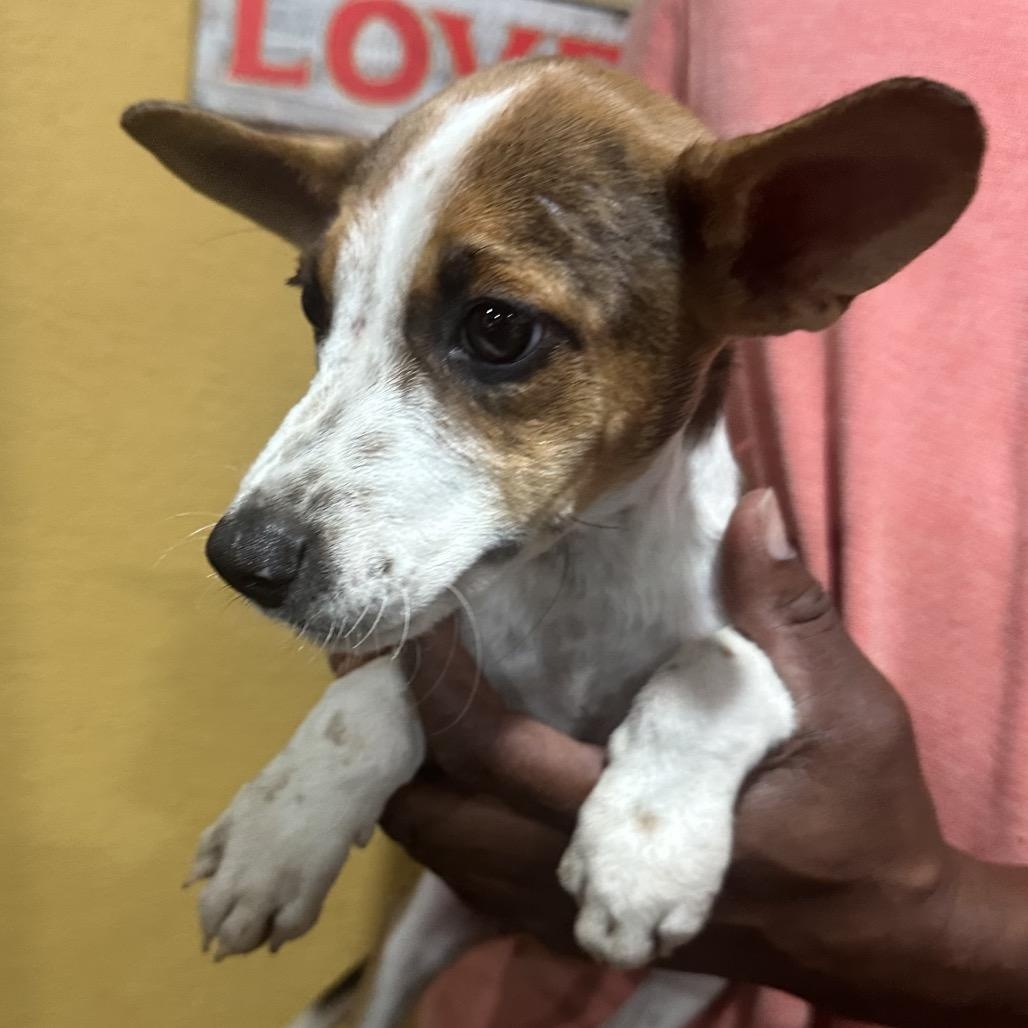 Lucy Lou - Local November 6-8, Adoptable, Puppy Female Rat Terrier & Chihuahua.