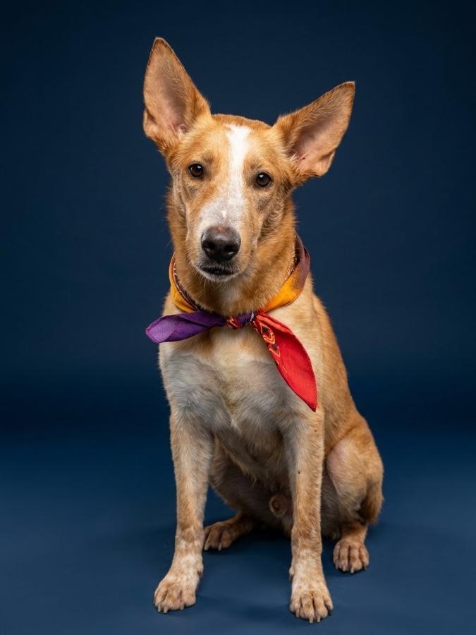 Enlarge Jasper, a Adoptable mixed breed in Wells, VT image 1/4