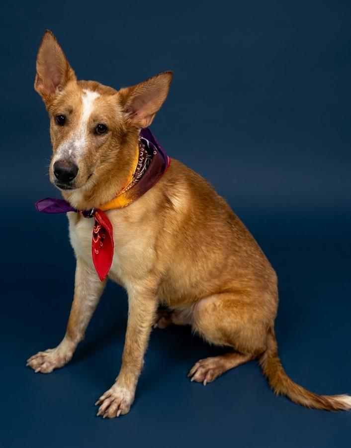 Enlarge Jasper, a Adoptable mixed breed in Wells, VT image 2/4