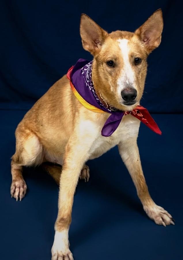 Enlarge Jasper, a Adoptable mixed breed in Wells, VT image 3/4