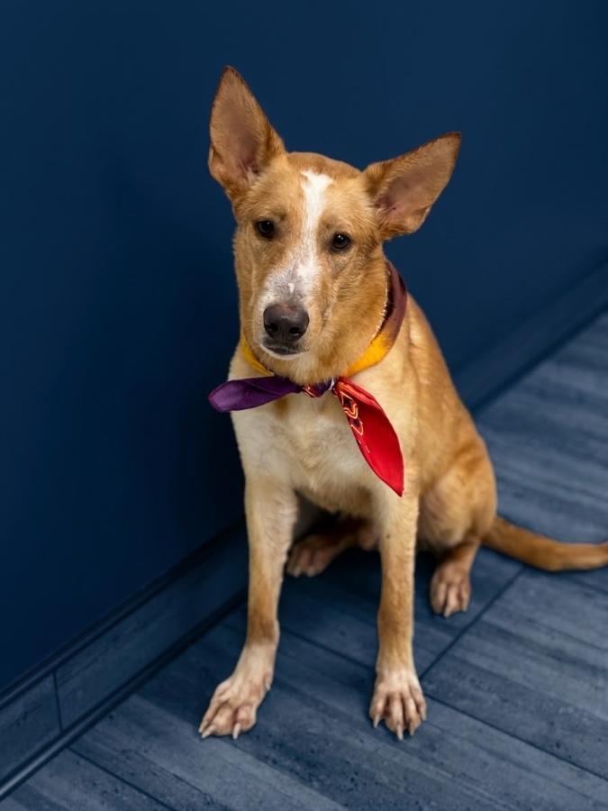Enlarge Jasper, a Adoptable mixed breed in Wells, VT image 4/4