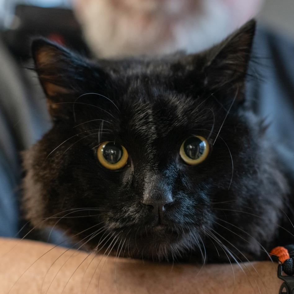 LITTLE BEAN-30384, Adoptable, Adult Male Domestic Long Hair.