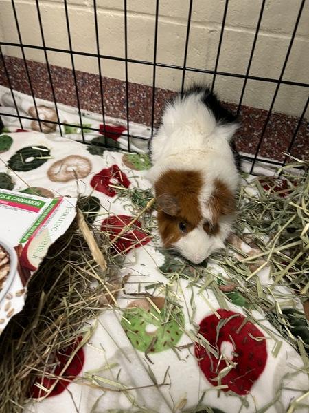 Bruno, Adoptable, Young Male Guinea Pig.