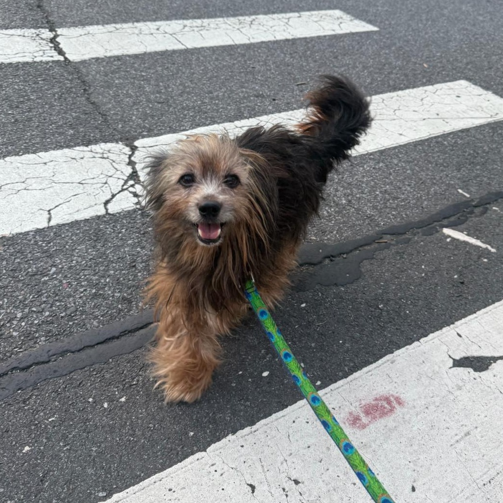 Scruffy here Im a handsome 7-year-old Pomerania mix with a big personality and an even bigger hear
