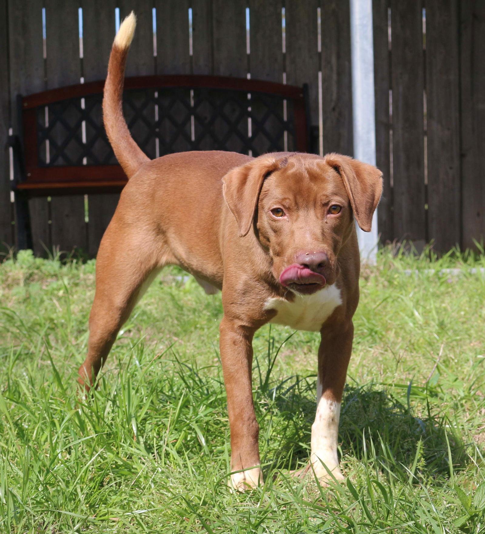 Willie Guyton, a Adoptable Mixed Breed in Jackson, MS image 1/6