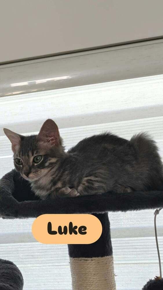Luke, Adoptable, Kitten Male Domestic Short Hair.