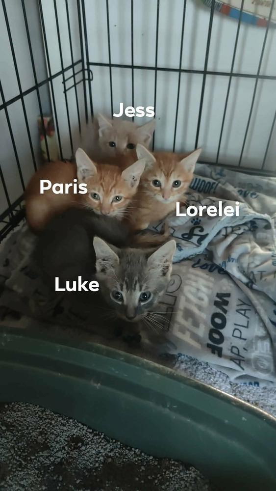 Enlarge Luke, a Adoptable Domestic Short Hair in Orlando, FL image 2/5