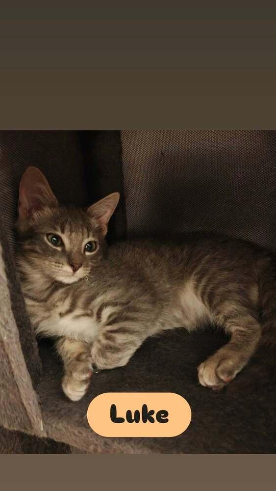 Enlarge Luke, a Adoptable Domestic Short Hair in Orlando, FL image 4/5
