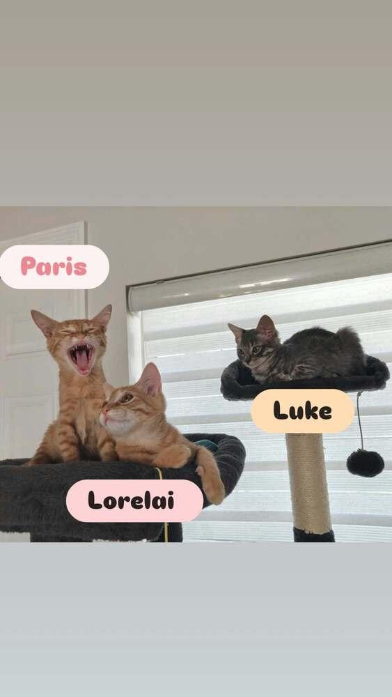 Enlarge Luke, a Adoptable Domestic Short Hair in Orlando, FL image 5/5