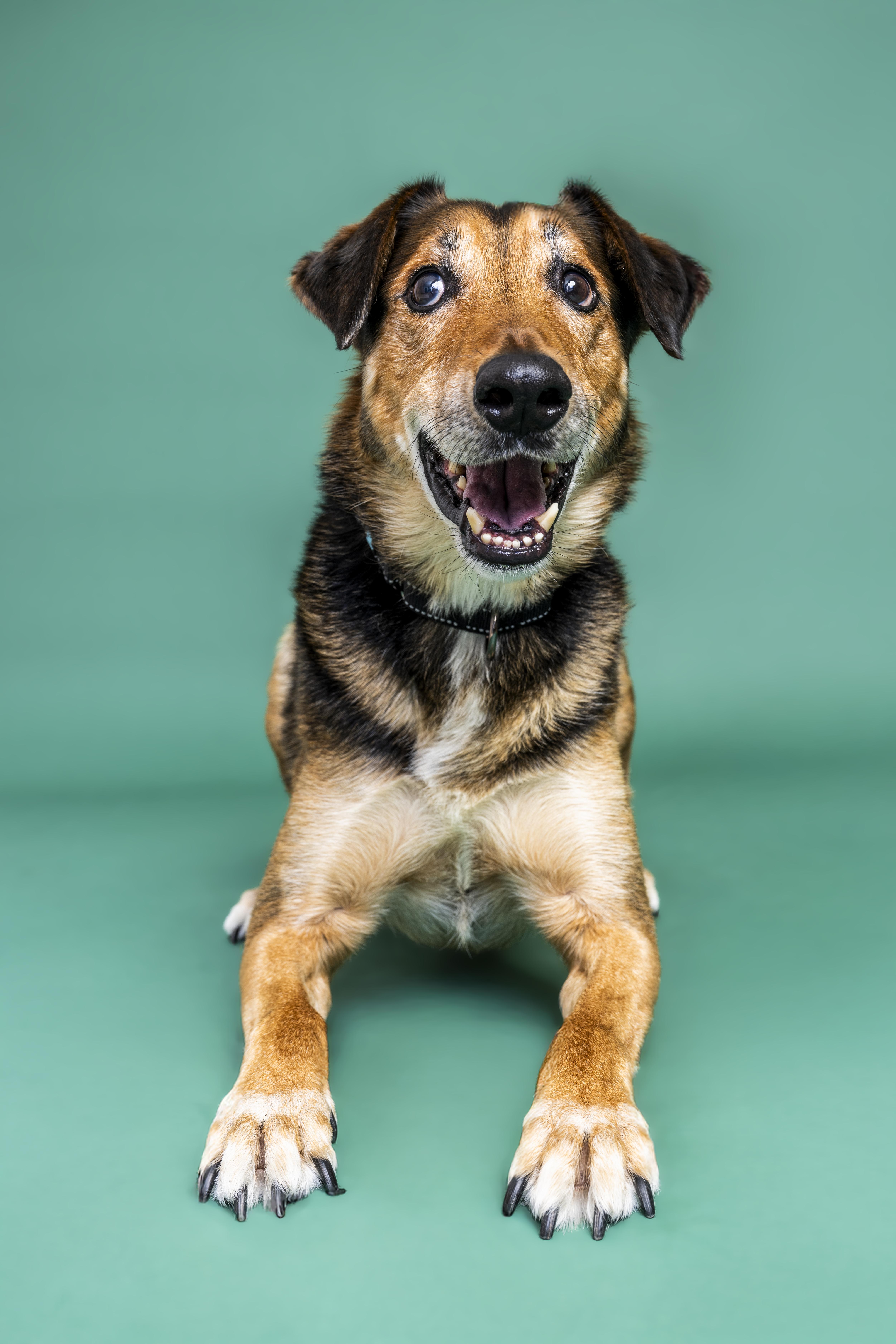 Enlarge Raleigh, a ADOPTABLE mixed breed in Scottsdale, AZ image 4/4