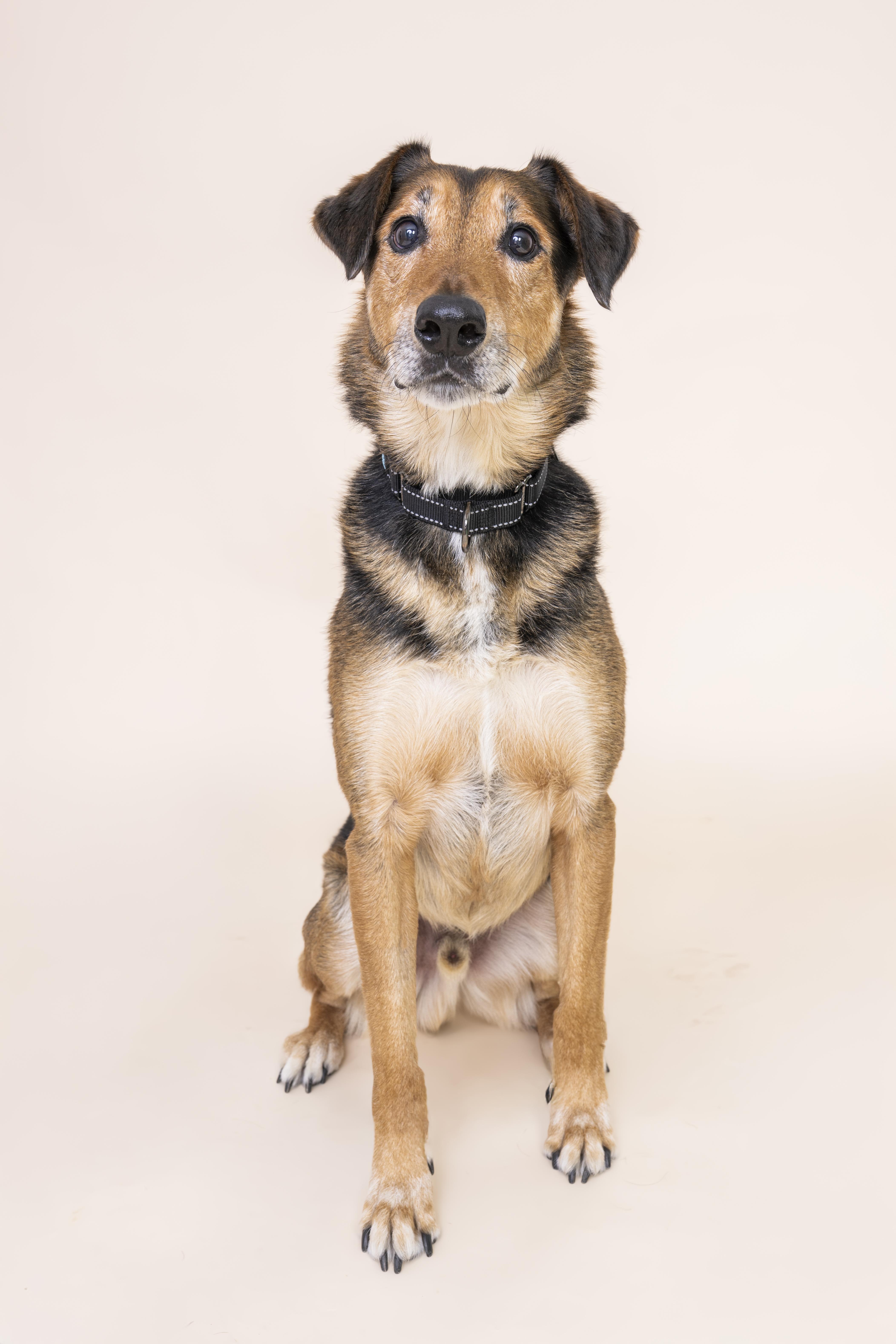 Enlarge Raleigh, a ADOPTABLE mixed breed in Scottsdale, AZ image 2/4
