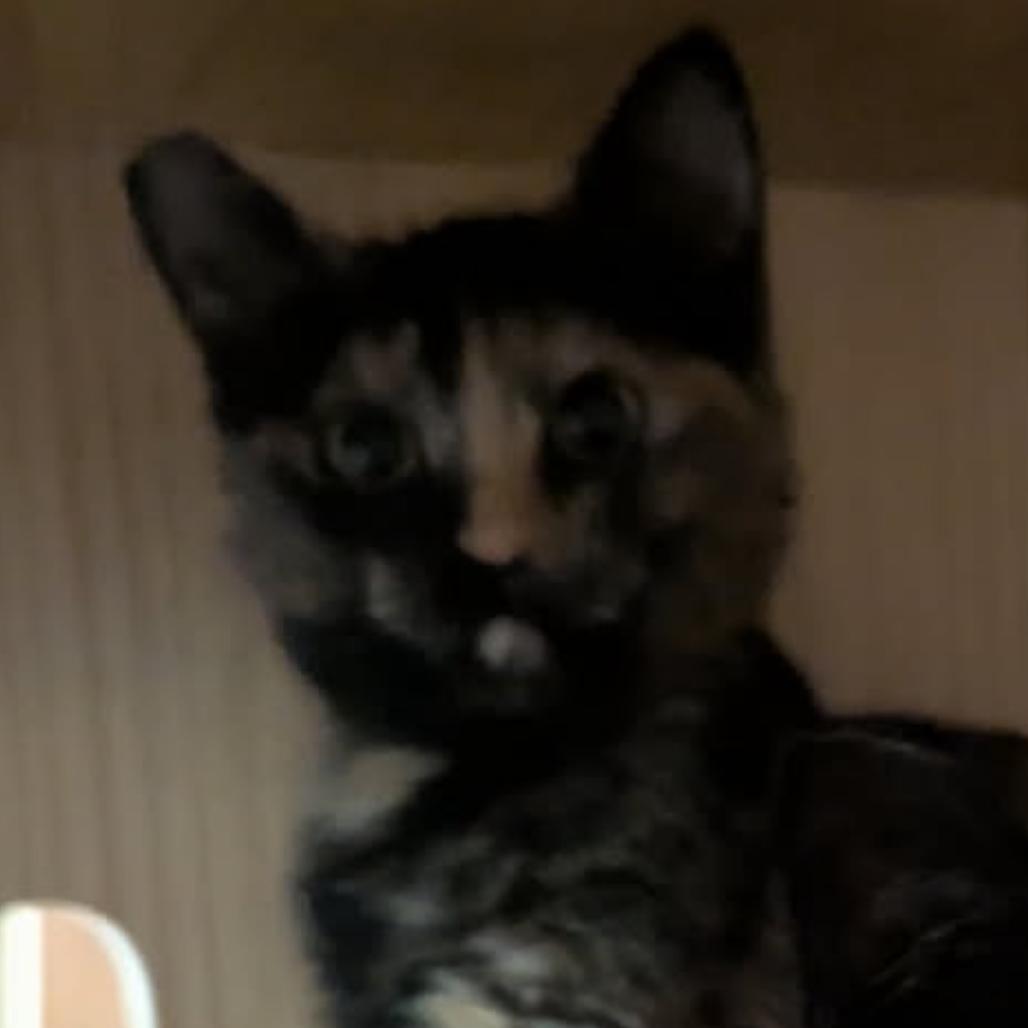 Daphne cat, Adoptable, Young Female Domestic Short Hair.