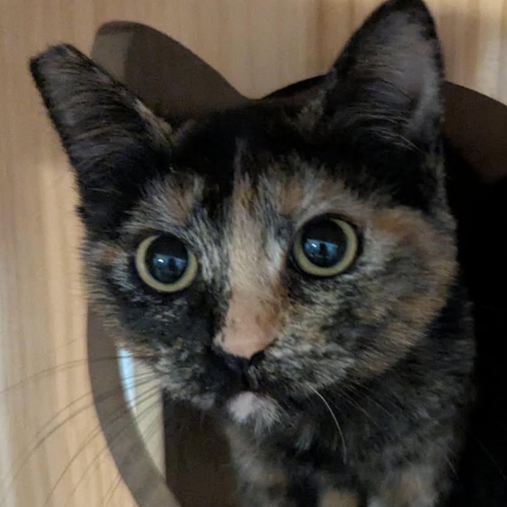 Enlarge Daphne cat, a Adoptable mixed breed in Las Vegas, NV image 2/5