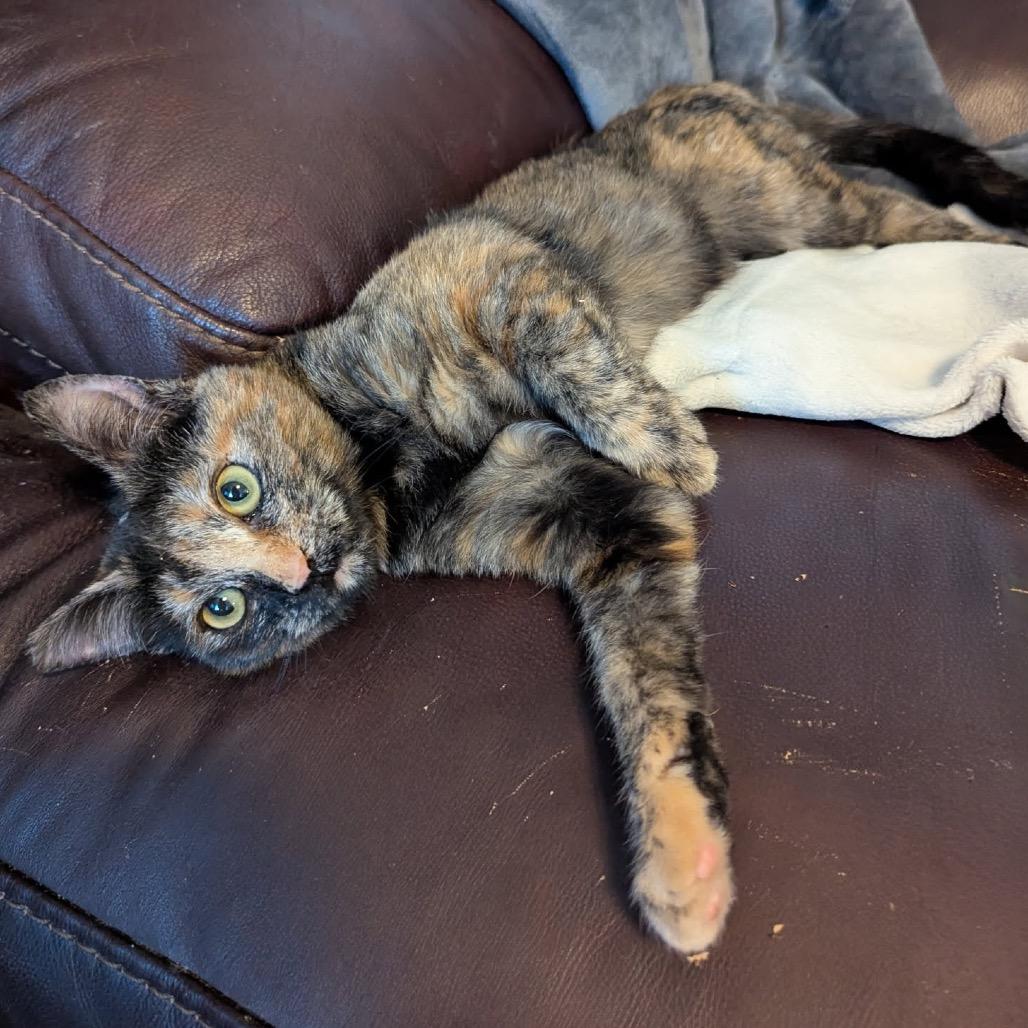 Enlarge Daphne cat, a Adoptable mixed breed in Las Vegas, NV image 3/5