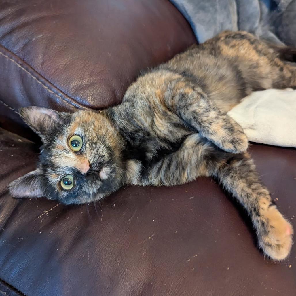 Enlarge Daphne cat, a Adoptable mixed breed in Las Vegas, NV image 4/5