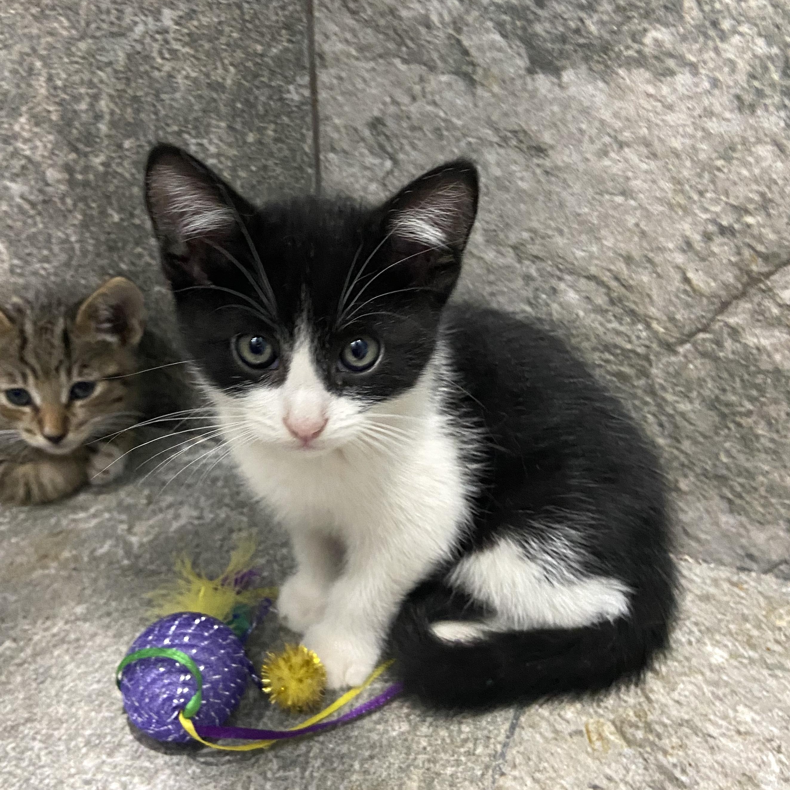 Enlarge Beni, a other American Shorthair in Mexicali, BCN image 1/5