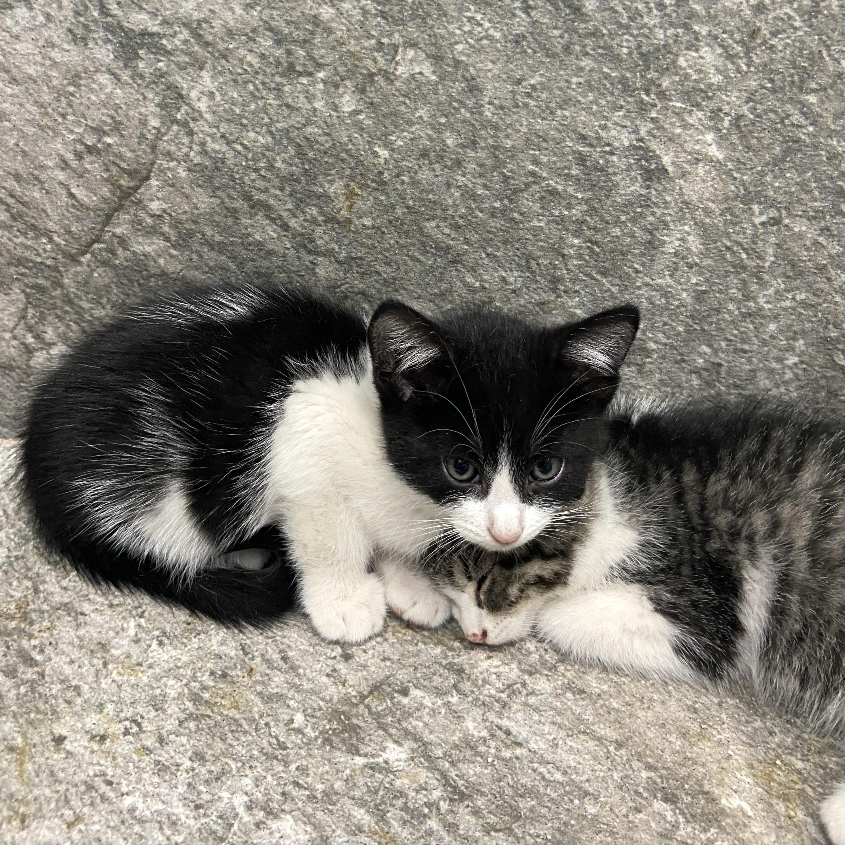 Enlarge Beni, a other American Shorthair in Mexicali, BCN image 4/5