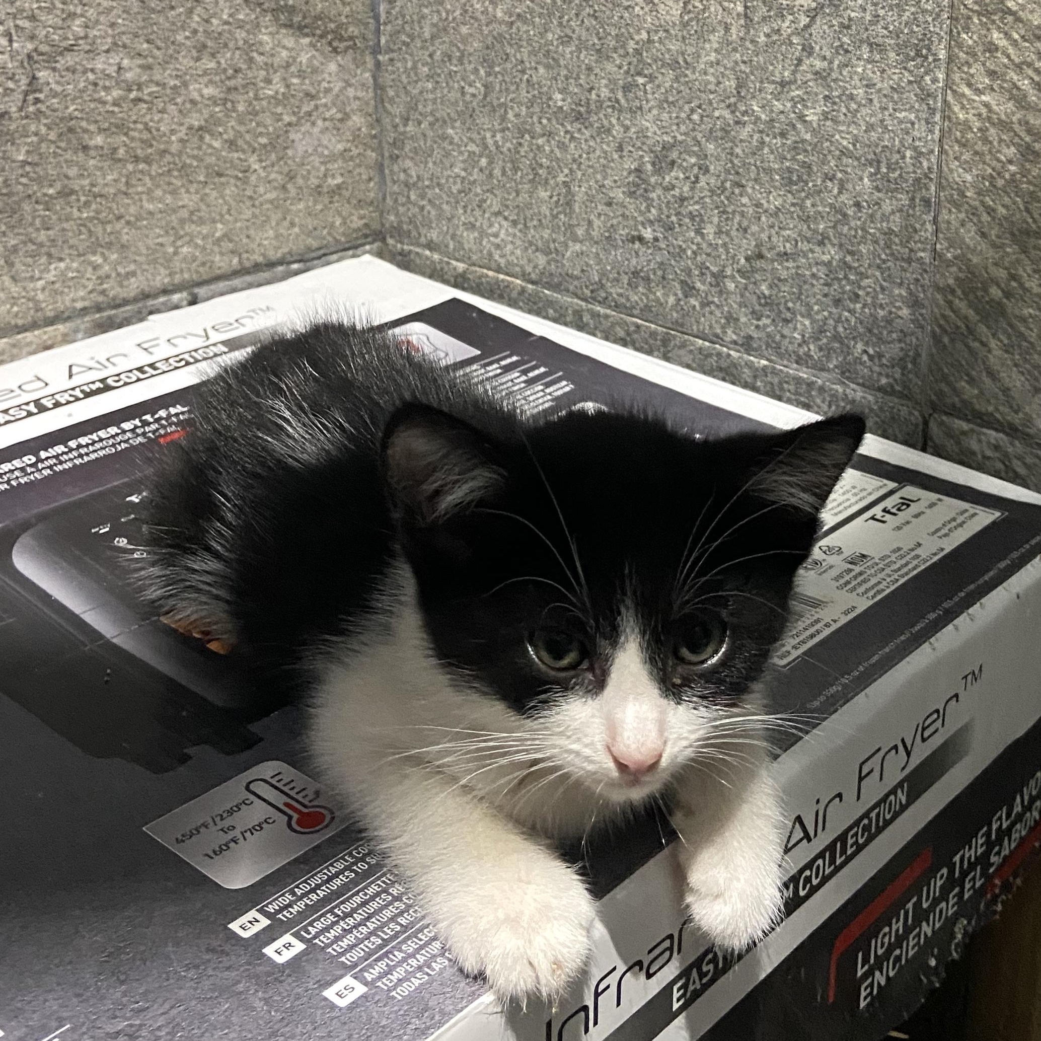Enlarge Beni, a other American Shorthair in Mexicali, BCN image 2/5