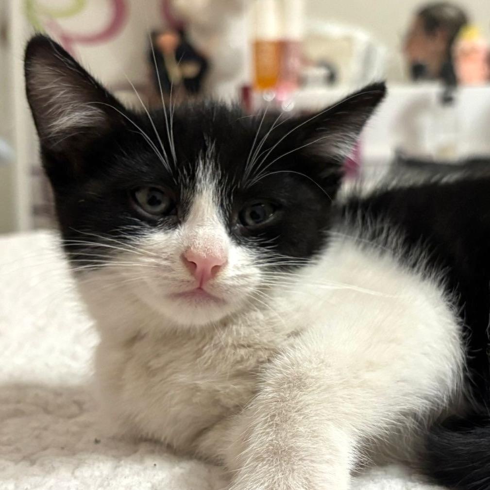 Enlarge Beni, a other American Shorthair in Mexicali, BCN image 3/5