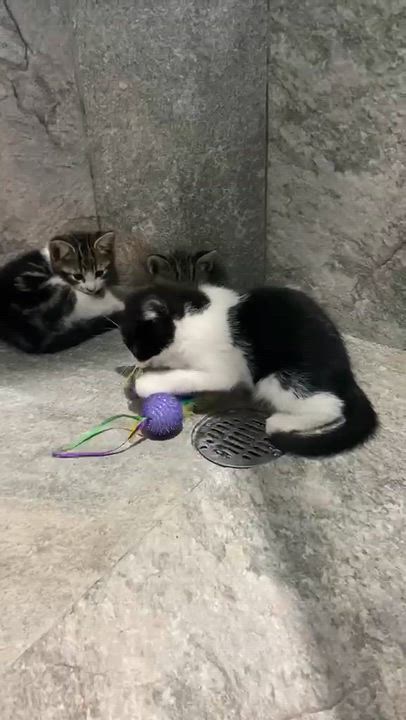 Enlarge Beni, a other American Shorthair in Mexicali, BCN video 5/5