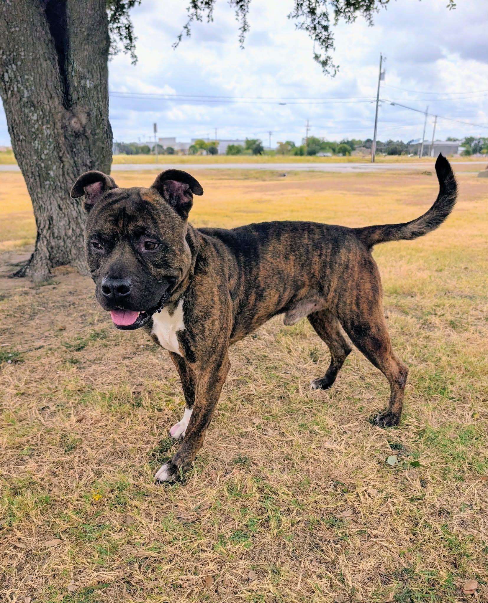 Enlarge Walnut, a Adoptable mixed breed in Cleburne, TX image 2/2