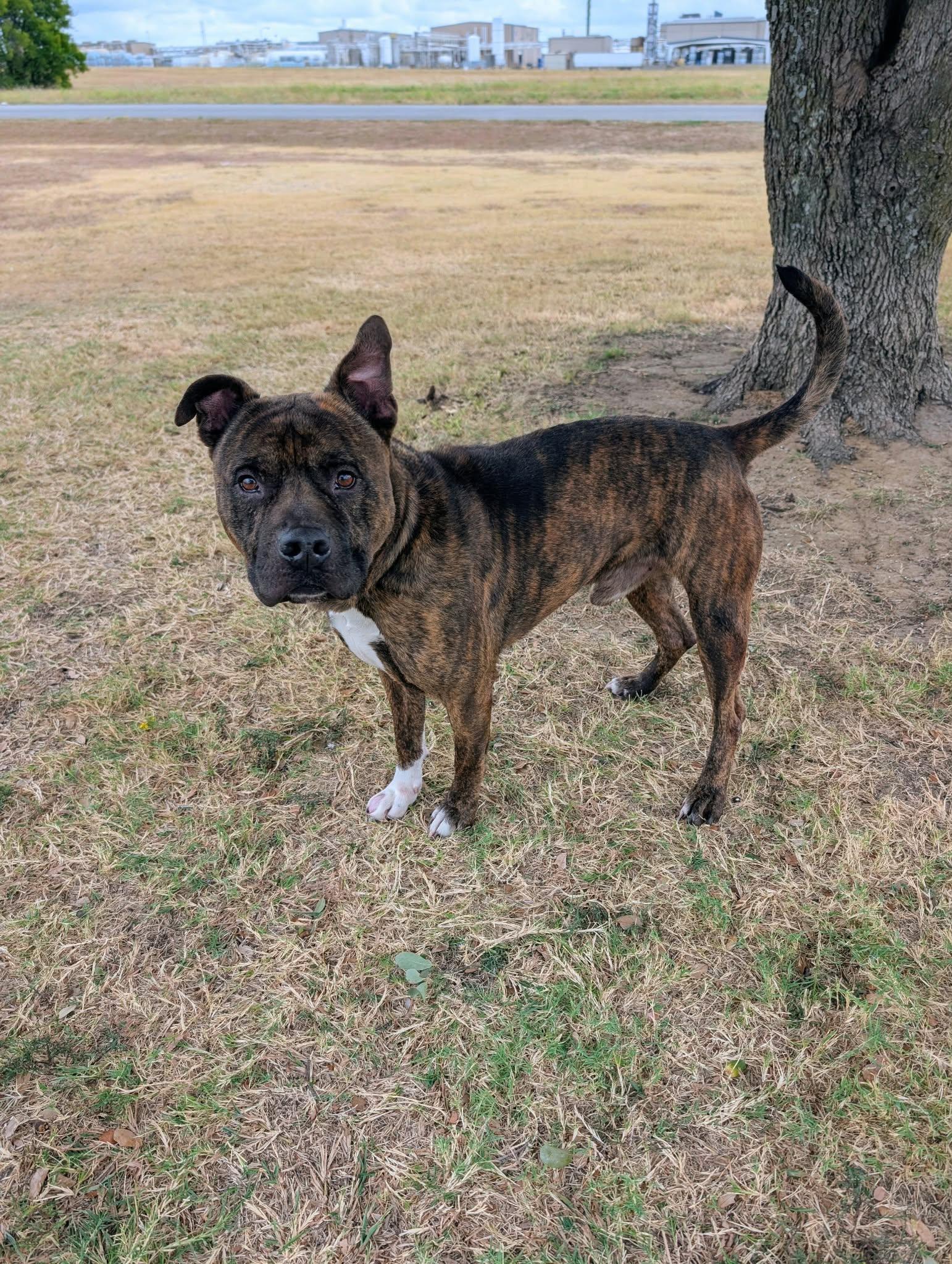 Walnut, Adoptable, Adult Male Mountain Cur.