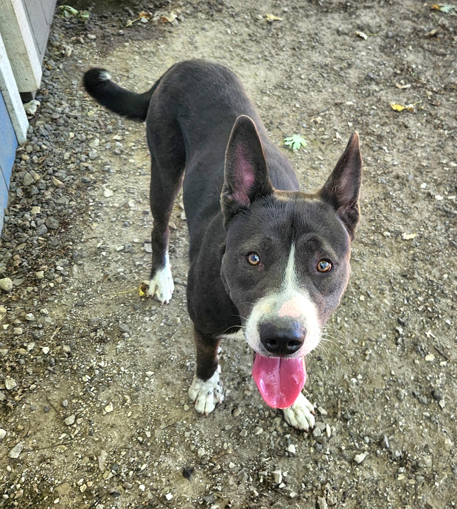 Donovan, Adoptable, Young Male Husky & Pit Bull Terrier.