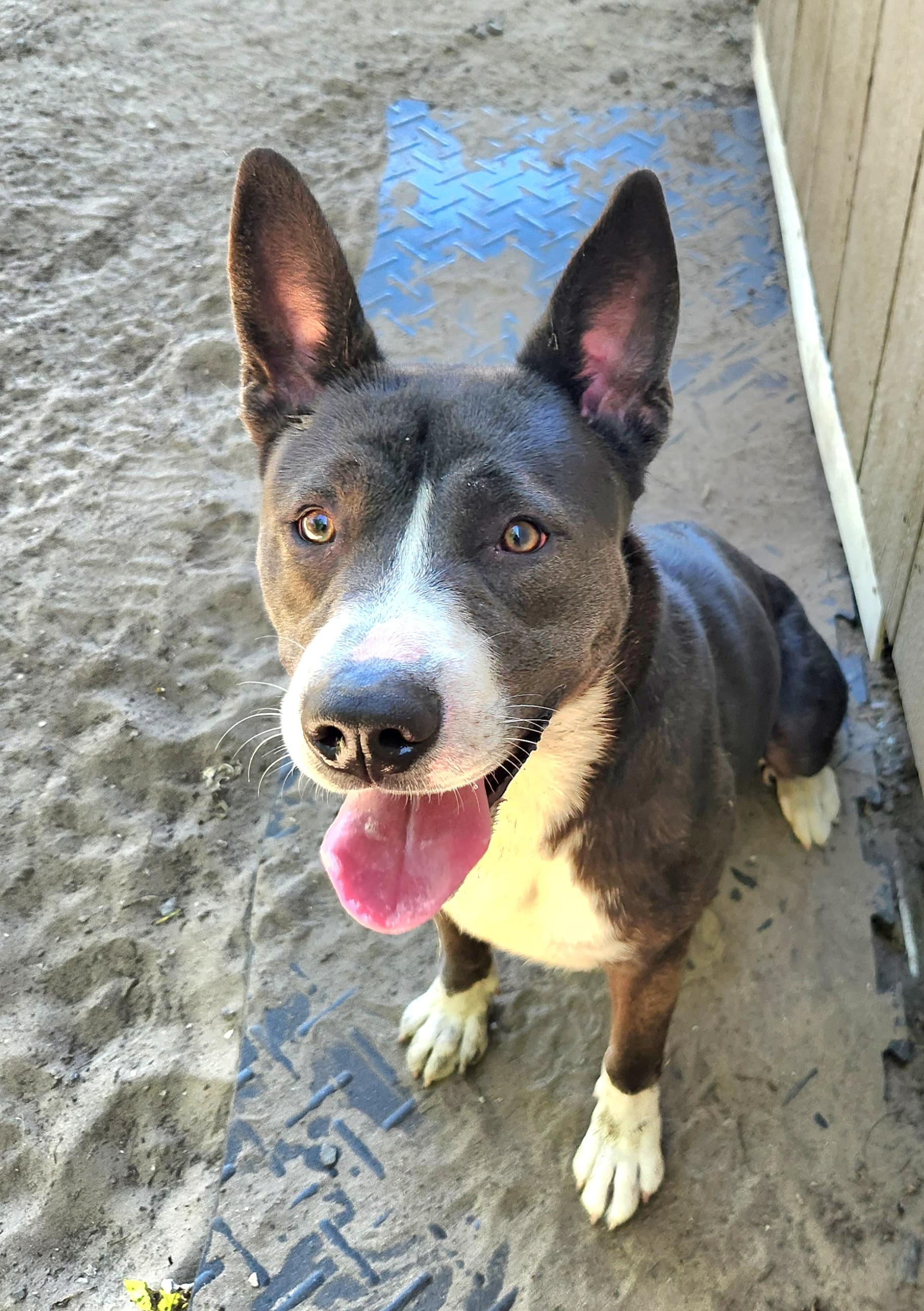 Donovan, a Adoptable mixed breed in Liberty Center, OH image 2/6
