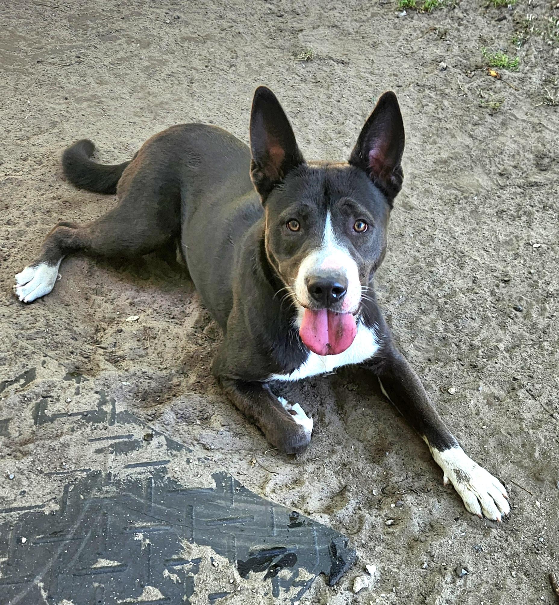 Donovan, a Adoptable mixed breed in Liberty Center, OH image 3/6