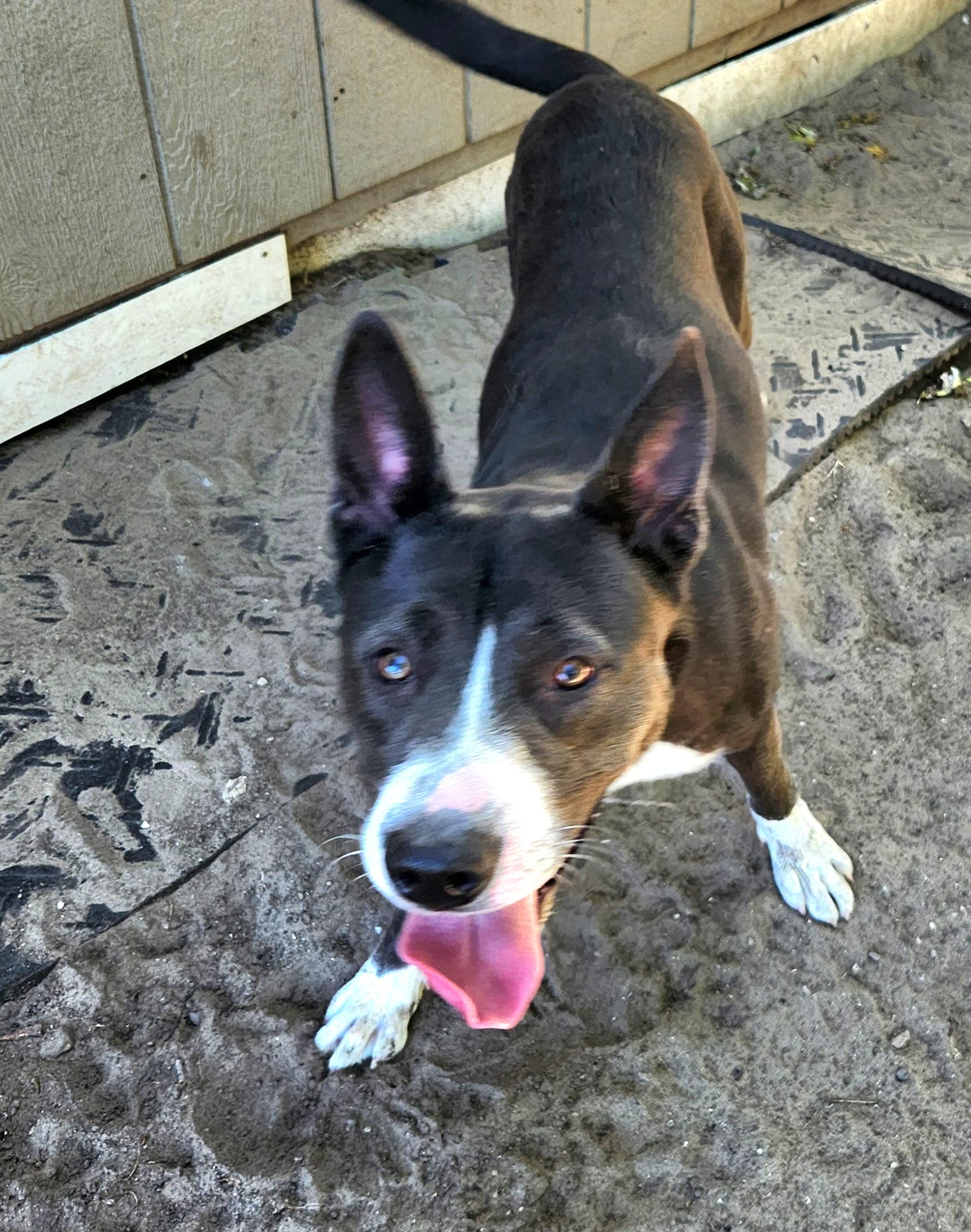 Donovan, a Adoptable mixed breed in Liberty Center, OH image 4/6