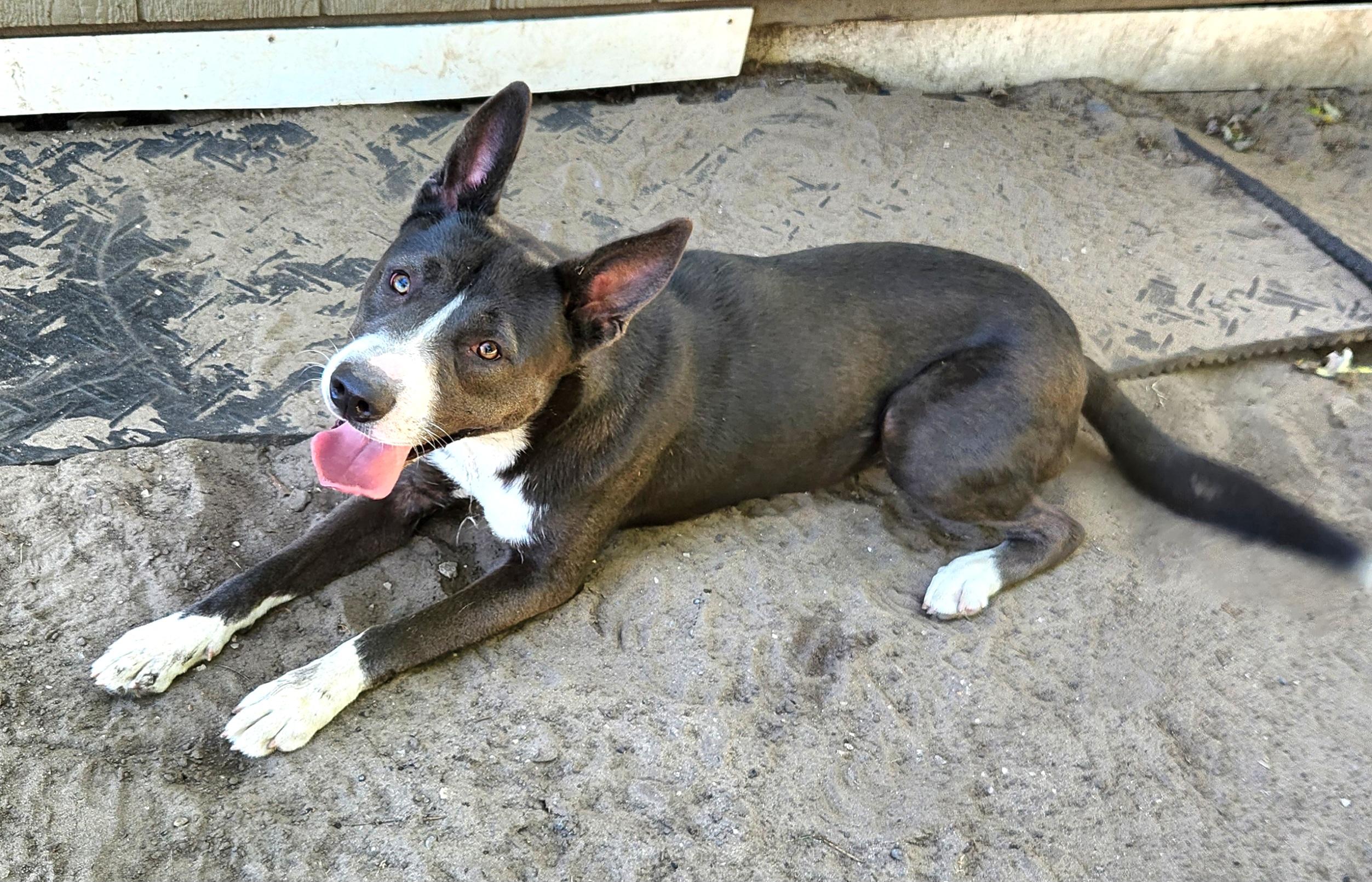 Donovan, a Adoptable mixed breed in Liberty Center, OH image 5/6