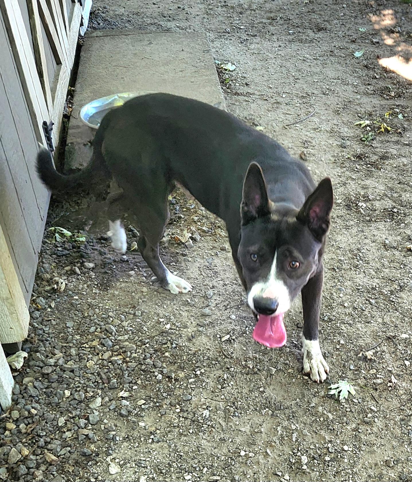 Donovan, a Adoptable mixed breed in Liberty Center, OH image 6/6