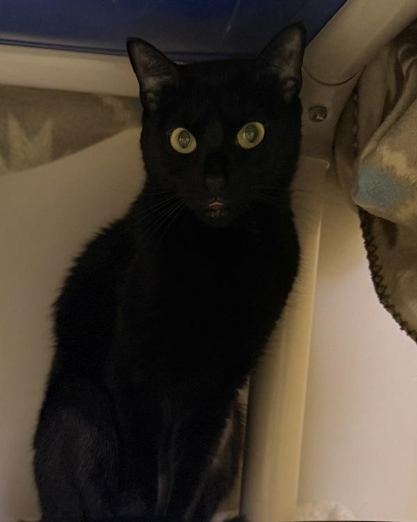 Enlarge Vi, a Adoptable mixed breed in Canton, GA image 1/1