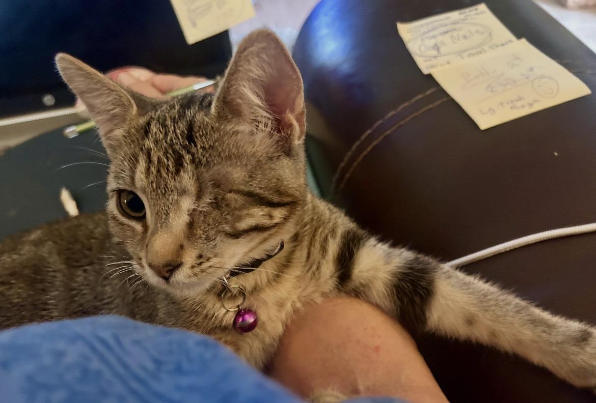 Mabelle, ADOPTABLE, Young Female American Shorthair.