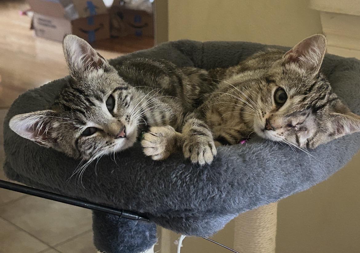 Enlarge Mabelle, a ADOPTABLE American Shorthair in Houston, TX image 2/2