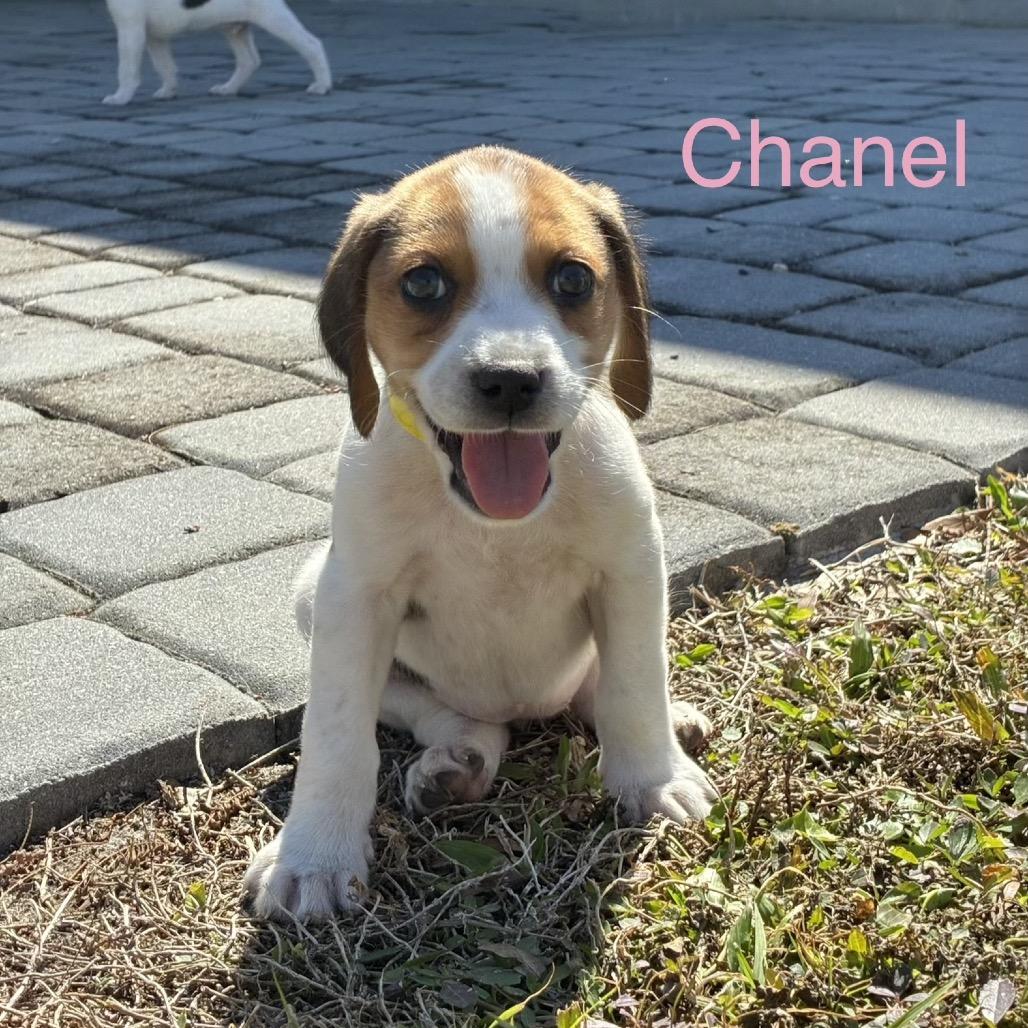 CHANEL, a Adoptable Treeing Walker Coonhound in Wellington, FL image 1/3