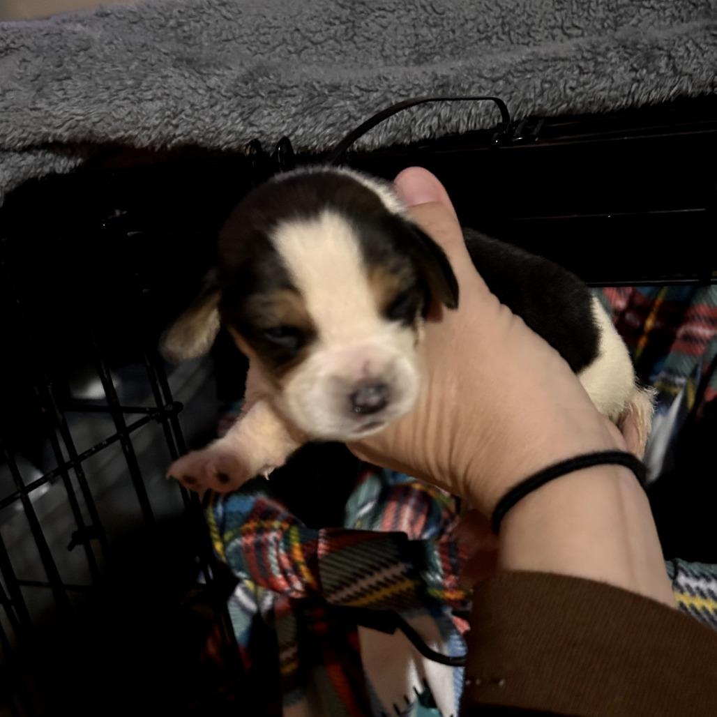 CHANEL, a Adoptable Treeing Walker Coonhound in Wellington, FL image 2/3