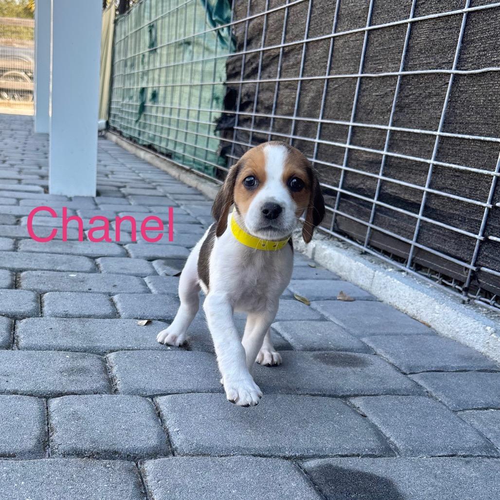 CHANEL, a Adoptable Treeing Walker Coonhound in Wellington, FL image 3/3