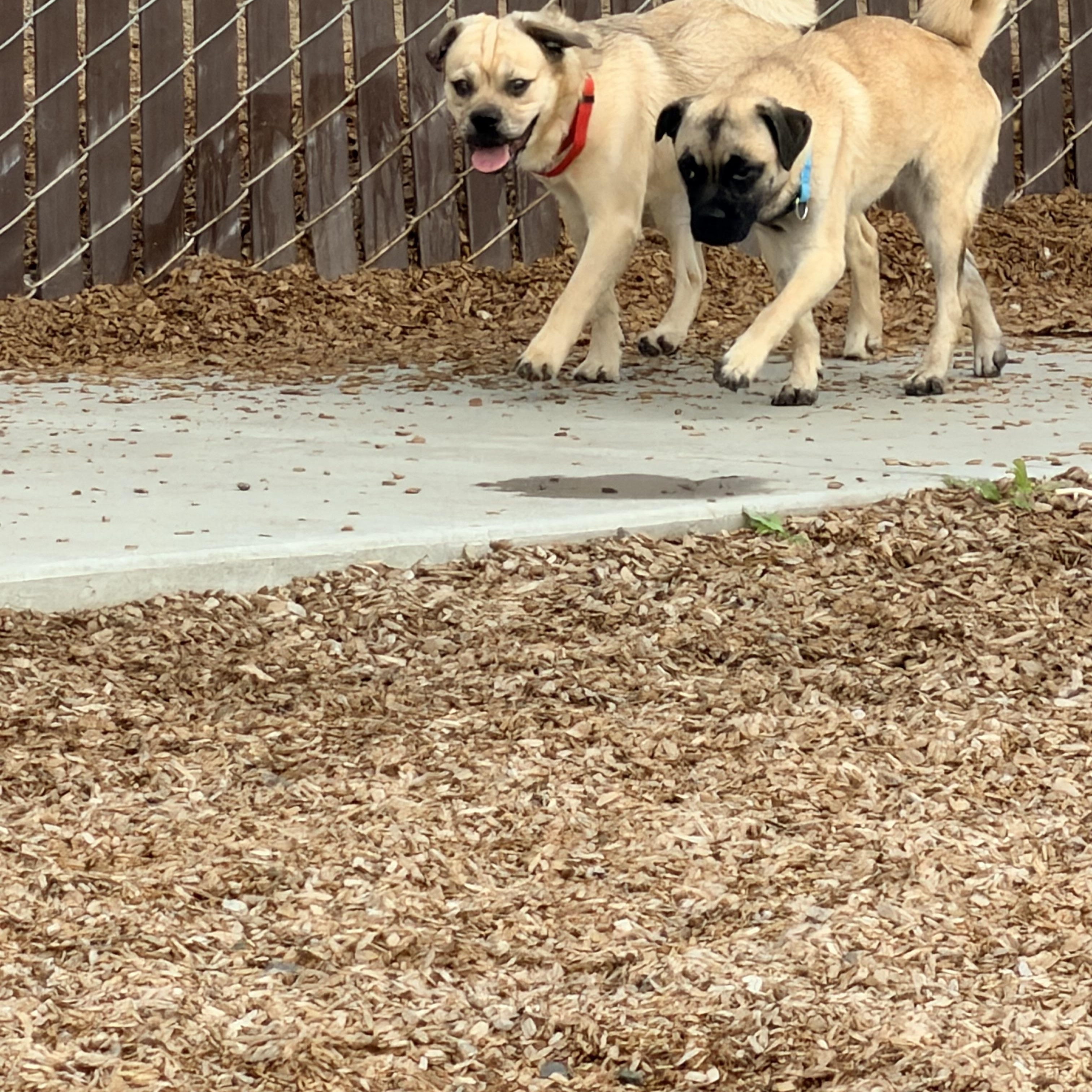 Beans, a Adoptable mixed breed in Rialto, CA image 2/3