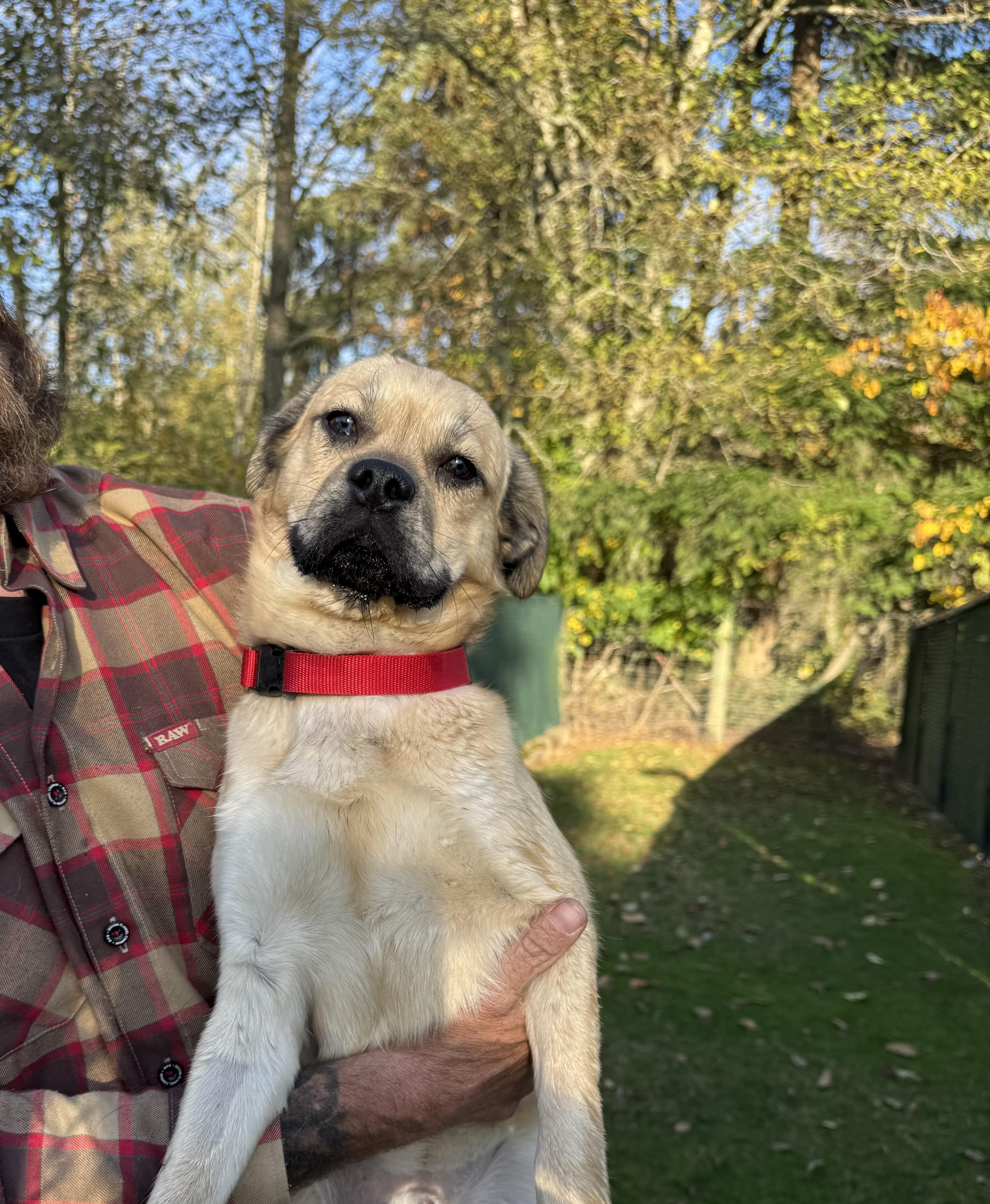 Beans, Adoptable, Young Male Pug.