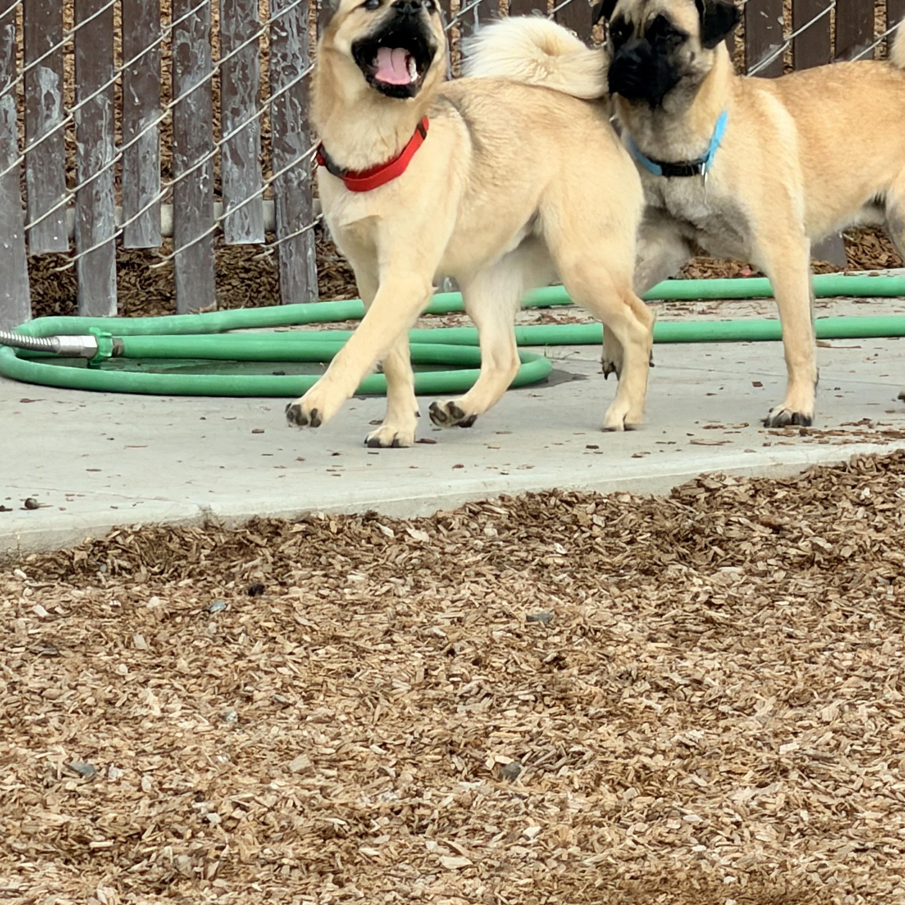 Beans, a Adoptable mixed breed in Rialto, CA image 3/3
